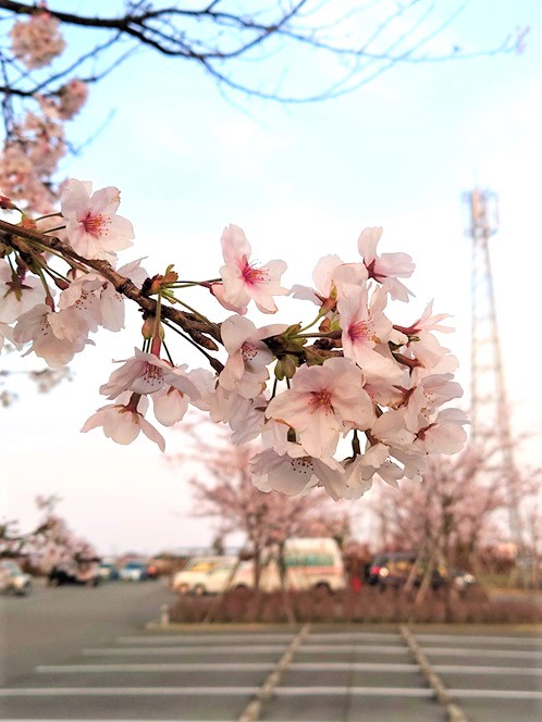 江藤病院桜