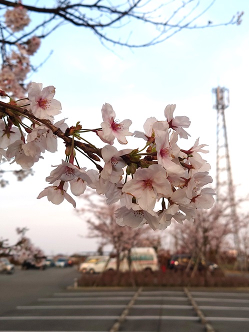 江藤病院桜